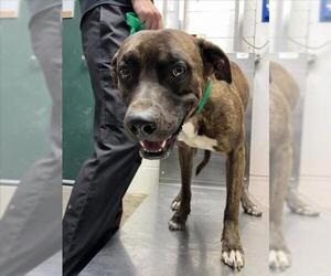 American Pit Bull Terrier-Unknown Mix Dogs for adoption in Woodland, CA, USA