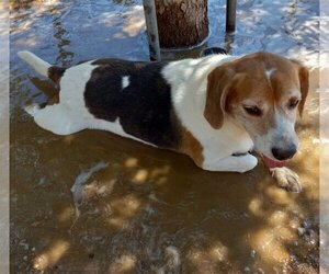 Beagle Dogs for adoption in Apple Valley, CA, USA