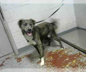 Border Collie Dogs for adoption in Atlanta, GA, USA