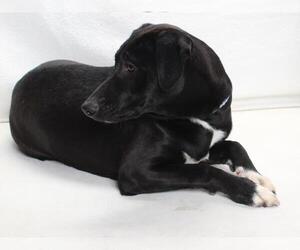 Labrador Retriever-Unknown Mix Dogs for adoption in Burbank, CA, USA