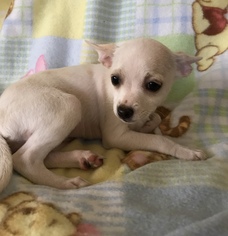 Medium Photo #1 Chihuahua-Unknown Mix Puppy For Sale in Fresno, CA, USA