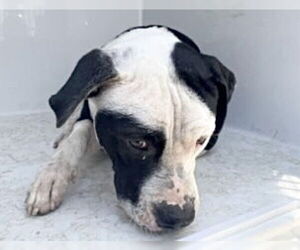 American Pit Bull Terrier Dogs for adoption in Houston, TX, USA