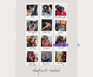 Mutt Dogs for adoption in Appleton, WI, USA