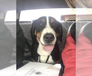 Greater Swiss Mountain Dog Dogs for adoption in Chambersburg, PA, USA