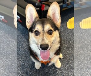 Pembroke Welsh Corgi Dogs for adoption in Denver , CO, USA