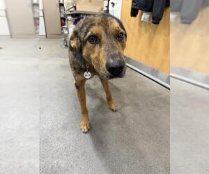 Mutt Dogs for adoption in Forestville, MD, USA