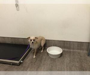 Mutt Dogs for adoption in Pasadena, CA, USA