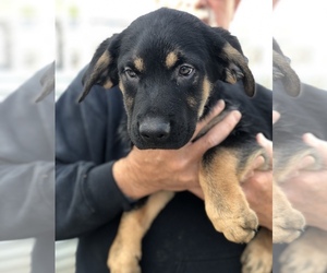 Medium Photo #1 German Shepherd Dog Puppy For Sale in Fresno, CA, USA