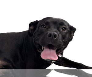 American Pit Bull Terrier-Unknown Mix Dogs for adoption in Fort Collins, CO, USA