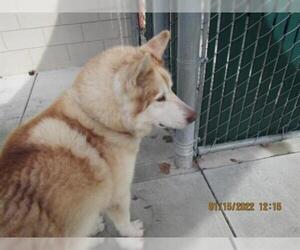 Alusky Dogs for adoption in Santa Rosa, CA, USA