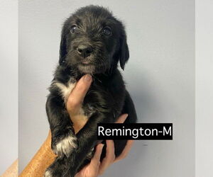 Catahoula Leopard Dog Dogs for adoption in GILBERTS, IL, USA