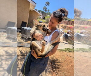 German Shepherd Dog-Unknown Mix Dogs for adoption in San Diego, CA, USA