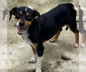 Chihuahua-Unknown Mix Dogs for adoption in Washington, DC, USA