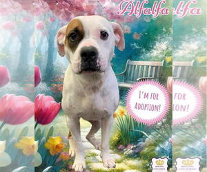 Boxer-Unknown Mix Dogs for adoption in Westwood, NJ, USA