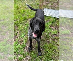 German Shorthaired Pointer-Unknown Mix Dogs for adoption in Santa Cruz, CA, USA