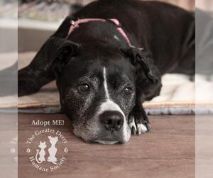 Mutt Dogs for adoption in East Derry, NH, USA