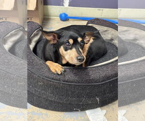Miniature Pinscher Dogs for adoption in Sparta, TN, USA