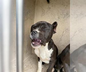 American Pit Bull Terrier-Unknown Mix Dogs for adoption in Oklahoma City, OK, USA