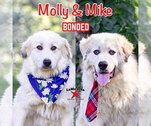 Great Pyrenees-Unknown Mix Dogs for adoption in Unionville, PA, USA