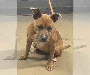 American Staffordshire Terrier Dogs for adoption in Tallahassee, FL, USA