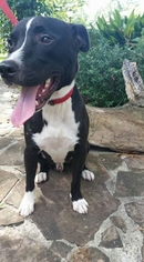 American Staffordshire Terrier-Labrador Retriever Mix Dogs for adoption in Katy, TX, USA