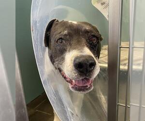 American Pit Bull Terrier Dogs for adoption in Camarillo, CA, USA