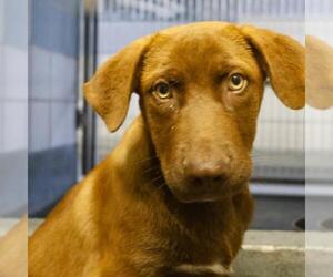 Labrador Retriever-Unknown Mix Dogs for adoption in San Antonio, TX, USA