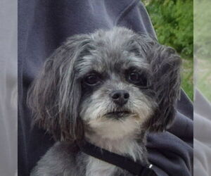 Shih Tzu-Unknown Mix Dogs for adoption in Huntley, IL, USA