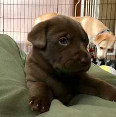 Sheprador Dogs for adoption in Livonia, MI, USA