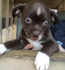 Shih Tzu Dogs for adoption in Freeport, FL, USA