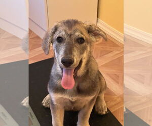 Huskies -Unknown Mix Dogs for adoption in Crossville, AL, USA