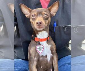 Chihuahua-Unknown Mix Dogs for adoption in Santa Cruz, CA, USA