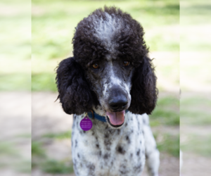 Poodle (Standard) Dogs for adoption in Brooklyn, NY, USA