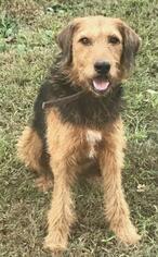 Small Airedale Terrier Mix