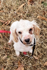 Poodle (Toy) Dogs for adoption in Hollywood, MD, USA