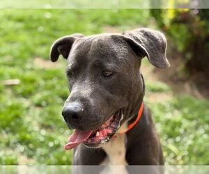 American Pit Bull Terrier-Unknown Mix Dogs for adoption in Tulsa, OK, USA