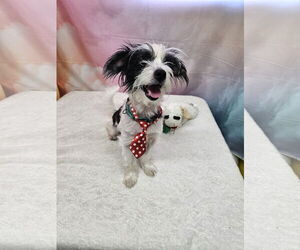 Havanese-Unknown Mix Dogs for adoption in Metairie, LA, USA