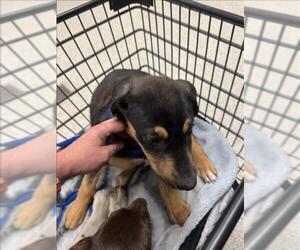 Labrador Retriever-Unknown Mix Dogs for adoption in Conroe, TX, USA