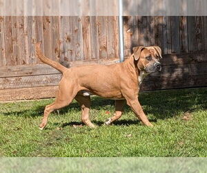 Boxer-Unknown Mix Dogs for adoption in Plano, TX, USA