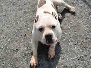American Staffordshire Terrier Dogs for adoption in Atlanta, GA, USA