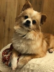 Pominese Dogs for adoption in Dallas, TX, USA