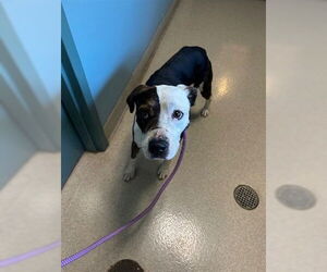 American Pit Bull Terrier-Unknown Mix Dogs for adoption in Newton, NC, USA