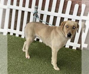 Labrador Retriever-Siberian Husky Mix Dogs for adoption in Modesto, CA, USA