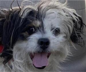 Shih Tzu-Unknown Mix Dogs for adoption in Redlands, CA, USA