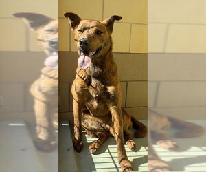 American Pit Bull Terrier-Unknown Mix Dogs for adoption in Riverside, CA, USA
