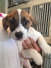 Mutt Dogs for adoption in Laingsburg, MI, USA