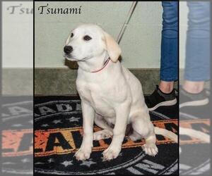 Great Pyrenees Dogs for adoption in Ada, OK, USA