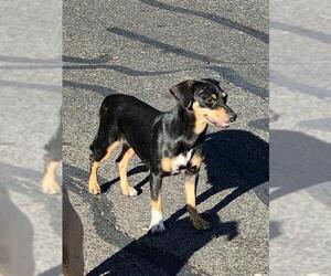 Miniature Pinscher Dogs for adoption in San Antonio, TX, USA