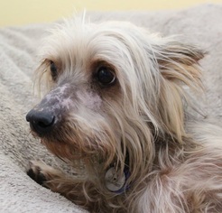 Silky Terrier-Unknown Mix Dogs for adoption in  Ramona, CA, USA