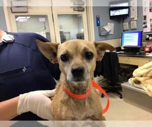 Chihuahua Dogs for adoption in Riverside, CA, USA